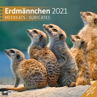 Bild vergrößern Bild: Erdmännchen Kalender 2021 - 30x30 - Ackermann Kunstverlag