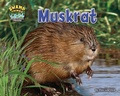 Cover: Muskrat - Bearport Books