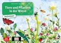 Cover: Tiere und Pflanzen in der Wiese. Kamishibai Bildkartenset - Don Bosco Medien