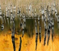 Cover: Neue Wildnis - Tecklenborg, B