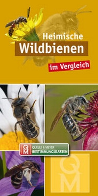 Abbildung von: Heimische Wildbienen - Quelle & Meyer