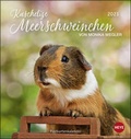 Cover: Kuschelige Meerschweinchen Postkartenkalender Kalender 2021 - Heye