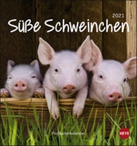 Abbildung von: Schweinchen Postkartenkalender Kalender 2021 - Heye