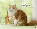 Cover: Wegler Katzenkalender Kalender 2021 - Heye