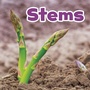 Cover: Stems - Raintree