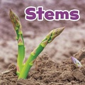 Cover: Stems - Raintree