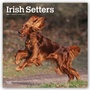 Bild: Irish Setters - Irish Setter 2021 - 16-Monatskalender mit freier DogDays-App - Browntrout Publishers
