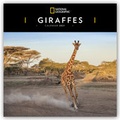Cover: Giraffes - Giraffe - Giraffen 2021 - St&uuml;rtz