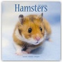 Bild: Hamsters - Hamster 2021 - Avonside Publishing Ltd