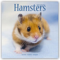 Bild vergrößern Bild: Hamsters - Hamster 2021 - Avonside Publishing Ltd