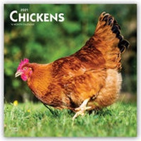 Abbildung von: Chickens - Hühner 2021 - 16-Monatskalender - Browntrout Publishers