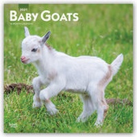 Abbildung von: Baby Goats - Ziegenbabys 2021 - 16-Monatskalender - Browntrout Publishers
