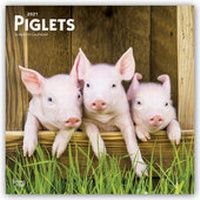 Abbildung von: Piglets - Ferkel Schweine 2021- 16-Monatskalender - Browntrout Publishers