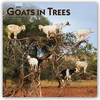 Abbildung von: Goats in Trees - Ziegen auf Bäumen 2021 - 16-Monatskalender - Browntrout Publishers