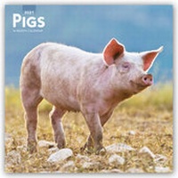 Abbildung von: Pigs - Schweine 2021- 16-Monatskalender - Browntrout Publishers