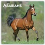 Bild: Arabians - Araber - Araber Pferde 2021 - 16-Monatskalender - Browntrout Publishers
