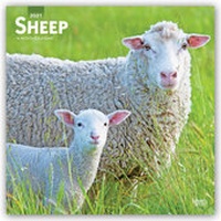 Abbildung von: Sheep - Schafe 2021 - 16-Monatskalender - Browntrout Publishers