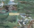 Cover: Animals Above and Below Water - Brighter Child