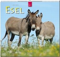 Abbildung von: Esel - Stürtz