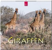 Abbildung von: Giraffen - Stürtz
