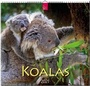 Cover: Koalas - Stürtz