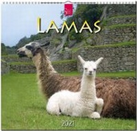 Abbildung von: Lamas - Stürtz