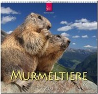 Enlarge image Cover: Murmeltiere - Stürtz
