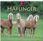 Cover: Haflinger - Stürtz