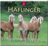 Abbildung von: Haflinger - Stürtz