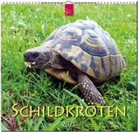 Abbildung von: Schildkröten - Stürtz
