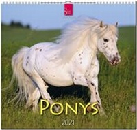 Abbildung von: Ponys - Stürtz