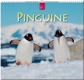 Cover: Pinguine - St&uuml;rtz
