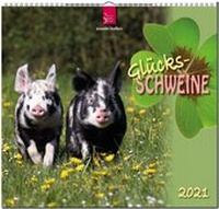 Abbildung von: Glücksschweine - Stürtz