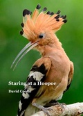 Cover: Staring at a Hoopoe - Dempsey & Windle