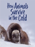 Cover: How Animals Survive in the Cold - Arvaaq Press