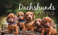 Cover: Dachshunds - Pimpernel Press Ltd