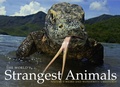 Cover: The World's Strangest Animals - Amber Books