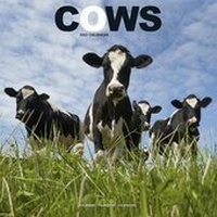 Abbildung von: Cows 2021 Wall Calendar - Avonside Publishing Ltd