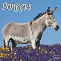 Abbildung von: Donkeys 2021 Wall Calendar - Avonside Publishing Ltd