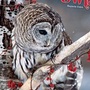 Cover: Magic Owls 2021 - Tushita PaperArt GmbH