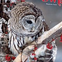 Enlarge image Cover: Magic Owls 2021 - Tushita PaperArt GmbH