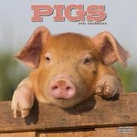 Abbildung von: Pigs 2021 Wall Calendar - Avonside Publishing Ltd
