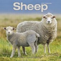 Abbildung von: Sheep 2021 Wall Calendar - Avonside Publishing Ltd