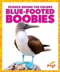 Cover: Blue-Footed Boobies - Pogo Books