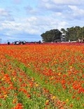Cover: Road to Something New V.1 I.2 - The Flower Fields - Lulu.com