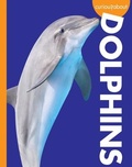 Cover: Curious about Dolphins - Amicus Learning