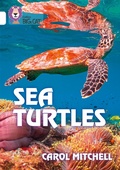 Cover: Sea Turtles - Collins