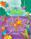 Cover: The Life of a Spider 2020 - Buttercup Publishing Ltd