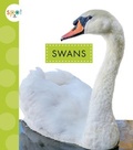 Cover: Swans - Amicus Learning
