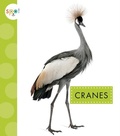 Cover: Cranes - AMICUS INK